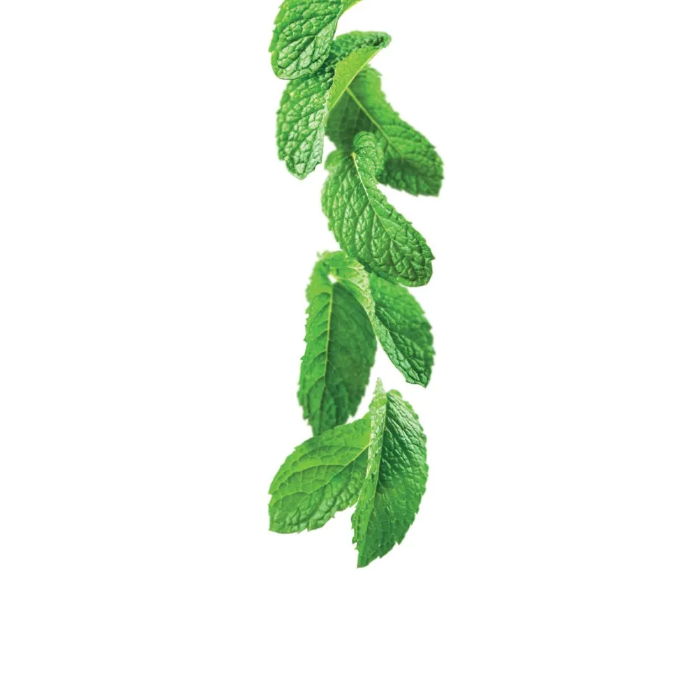 Sirop de Menthe Verte 1 l