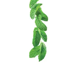 Sirop 1883 275202160049