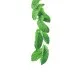 Sirop de Menthe Verte 1 l