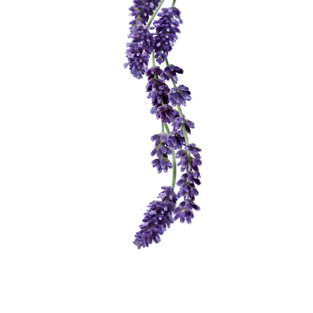 Sirop 1883 275202160009