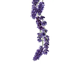 Sirop 1883 275202160009