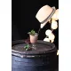 Sirop 1883 275202160041