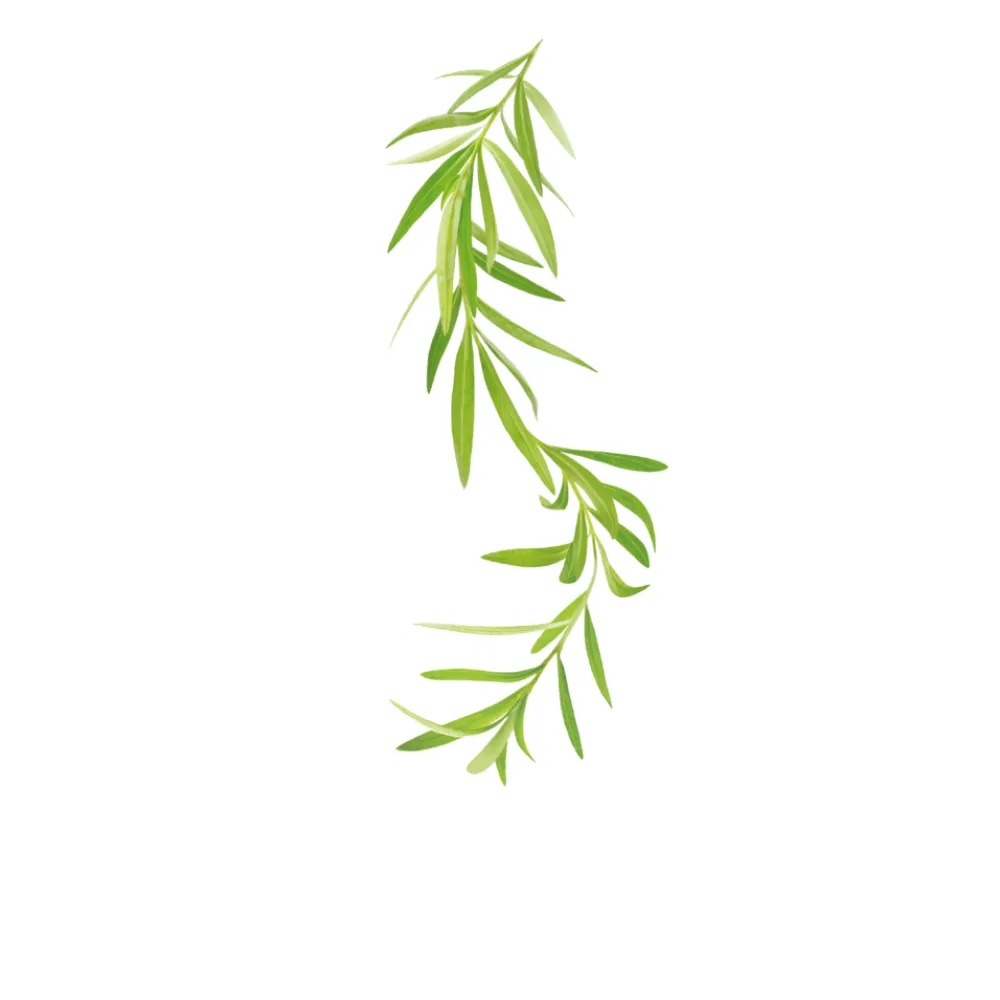 Sirop 1883 275202160007