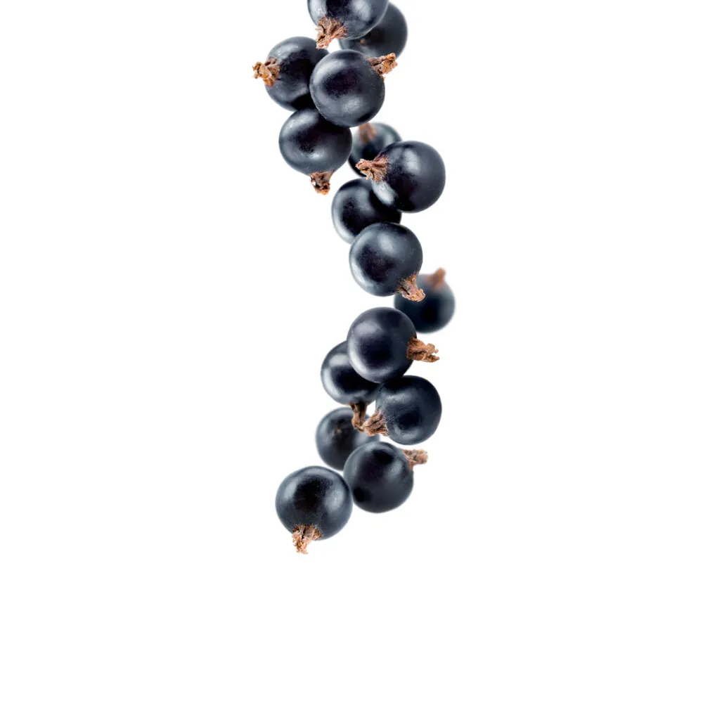 Sirop de cassis 1 l